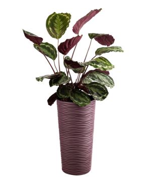 Калатея медальон ''Orchid Gallery''