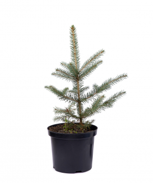 Natural Christmas tree `EM Flowers` fir