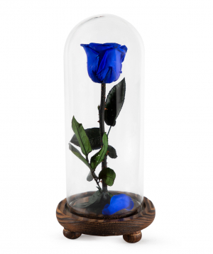 Rose `EM Flowers` eternal blue 26 cm