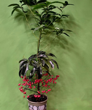 Բույս «Greenarium» Ardisia №39