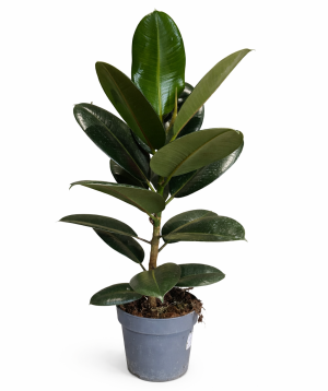 Растение «O2 Gardens» Ficus Robusta
