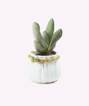 Растение «Eco Garden» Сукулент №58