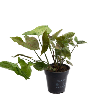 Plant «Eco Garden» Syngonium №2