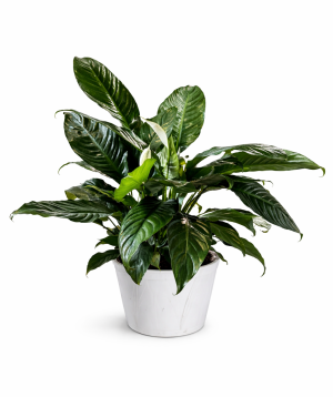 Растение «O2 Gardens» Spathiphyllum