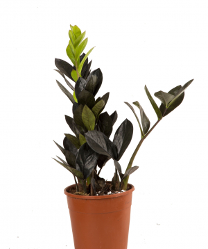 Plant `Orchid Gallery` Zamioculcas №2