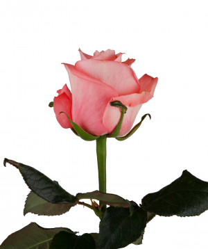 Rose «Anna Karina» pink