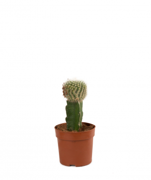 Plant `Orchid Gallery` Cactus, vaccinated №17