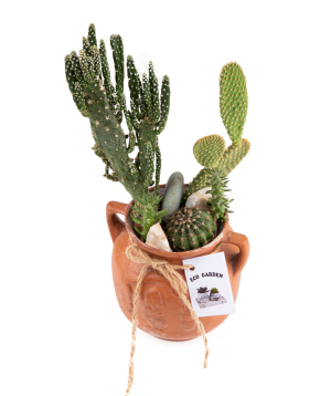 Plant ''Eco Garden'' Succulent and Cactus №31