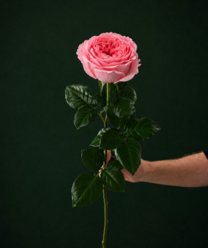 Վարդ «Harmony Flowers» վարդագույն, 70-90 սմ, 1 հատ