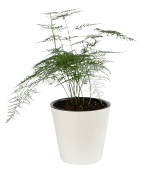 Plant `Eco Garden` Asparagus fern №1