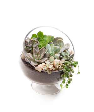 Растение «Eco Garden» Сукулент №50