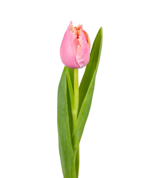Tulip «Mon Amie» pink, 1 pc №2
