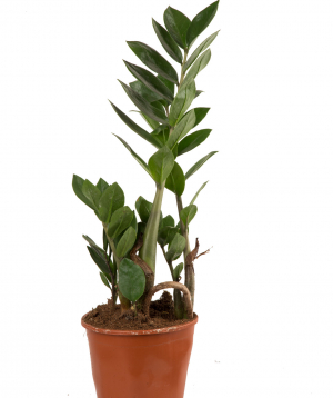 Plant `Orchid Gallery` Zamioculcas №1