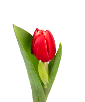 Tulip «Mon Amie» red, 1 pc №1