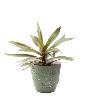 Растение «Eco Garden» Рео №69