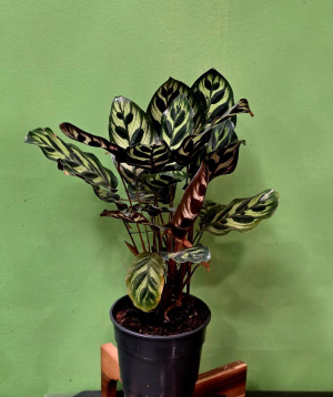 Բույս «Greenarium» Calathea Makoyana  №30