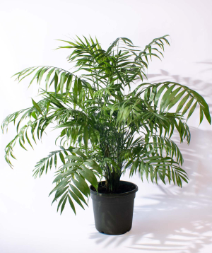 Բույս «O2 Gardens» Chamaedorea