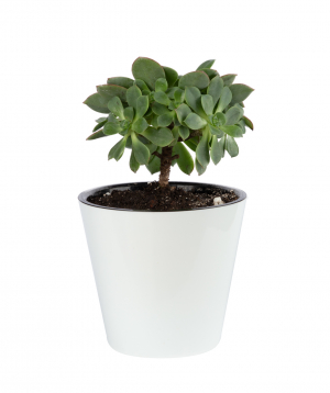Plant `Eco Garden` Begonia №2