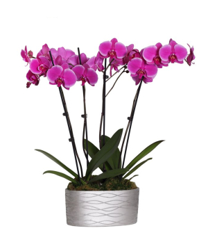 США. растение №245 Орхидея, розовая