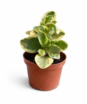 Растение «O2 Gardens» Peperomia