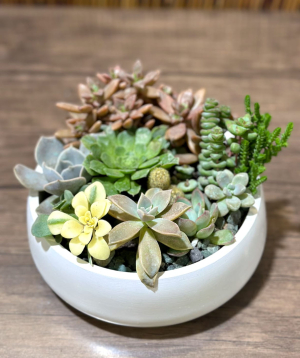 Plant `Greenarium` №51