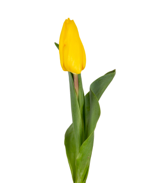 Tulip «Mon Amie» yellow, 1 pc №1