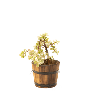 Растение «Eco Garden» Портулакария №75