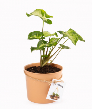 Растение «Eco Garden» Сингониум №1