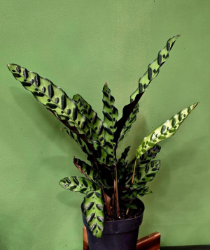 Բույս «Greenarium» Calathea lancifolia №33