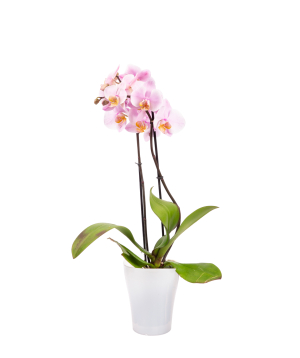 Растение «Orchid Gallery» Орхидея №37