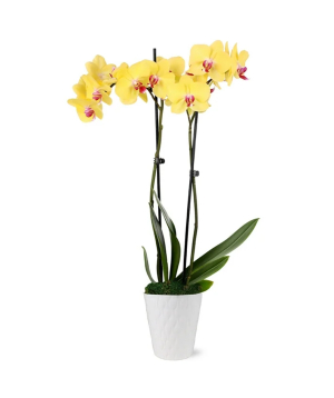 США. растение №243 Орхидея, желтая