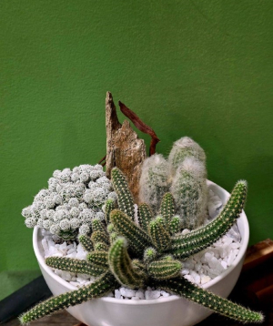 Բույս «Greenarium» Սուկուլենտային կոմպոզիցիա №41