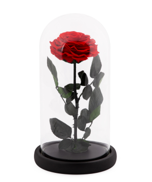 Rose `EM Flowers` eternal red 27 cm in a flask