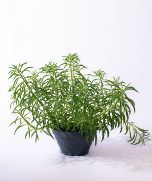 Բույս «O2 Gardens» Peperomia Nevada