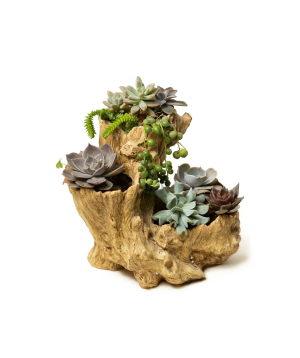 Բույս «Eco Garden» Սուկուլենտ №80