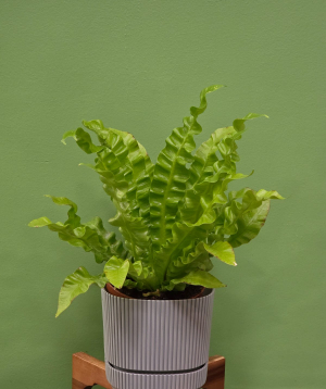 Բույս «Greenarium» Պտերներ №38
