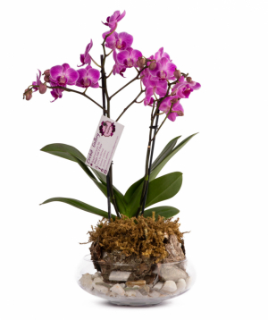Растение `Orchid Gallery` Орхидея №15