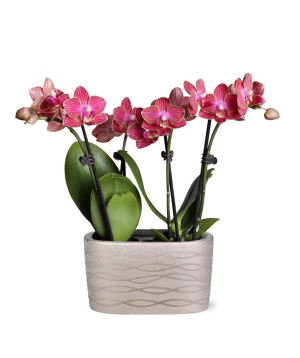 США. растение №242 Орхидея, розовая