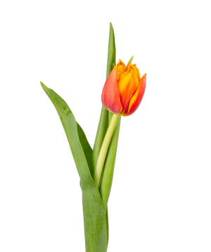 Tulip «Mon Amie» red with yellow tip, 1 pc
