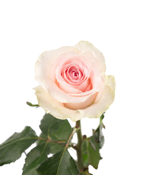 Rose `Revival sweet` light pink, 80 cm
