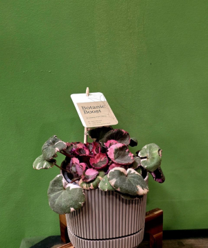 Բույս «Greenarium» Saxifraga satolonifera №48