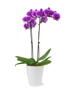 США. растение №246 Орхидея, фиолетовая