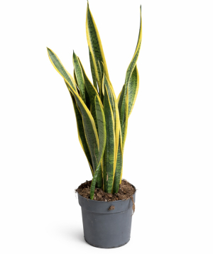 Растение «O2 Gardens» Sansevieria