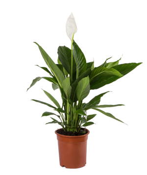 Растение `Orchid Gallery Спатифиллум №4