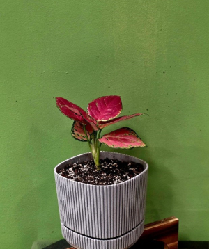 Բույս «Greenarium» Aglaonema №47