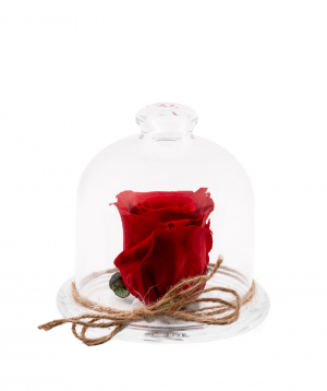 Rose `EM Flowers` eternal red 10 cm in a flask