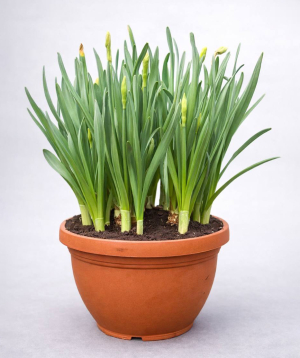 Растение «O2 Gardens» Tulipa, Narcissus, LIPARI0025-100 / LIPARI 27,5 CM 6 LT