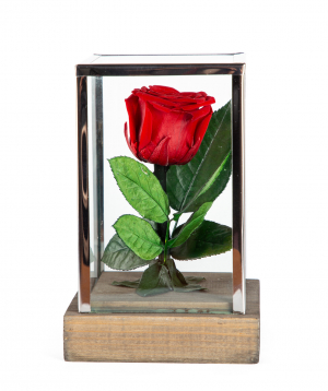 Роза `EM Flowers` вечная красная 18 см