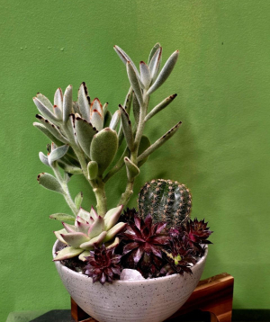 Բույս «Greenarium» Սուկուլենտային կոմպոզիցիա №40