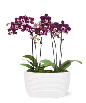 США. растение №250 Орхидея, фиолетовая